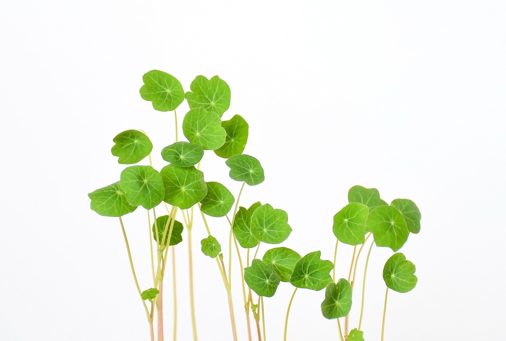 Nasturtium seeds