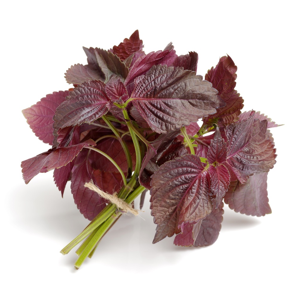 Graines de Shiso pourpre