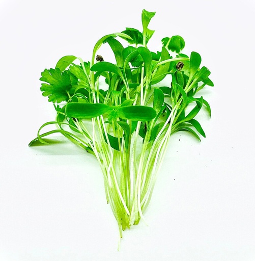 Coriander seeds