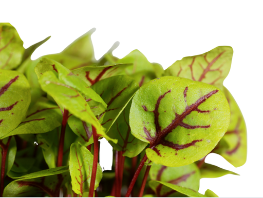 Red sorrel seeds