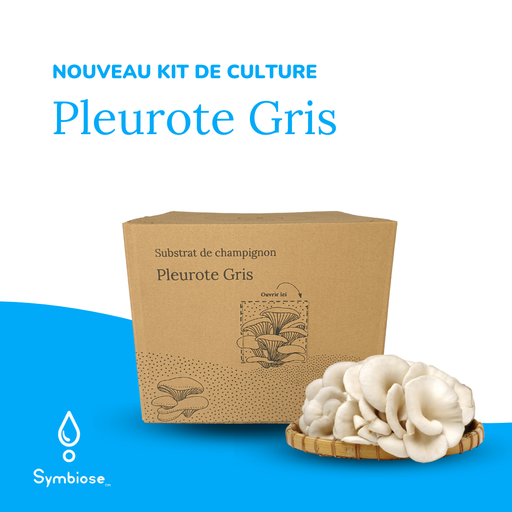 Gray oyster mushroom kit